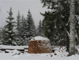Schneebedeckte Holzmiete - 10 Festmeter Brennholz fr den Winter in Schweden